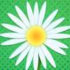 Daisy Petals game
