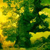 Fantasy Tree Escape game