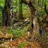 Thicket Hunting game