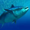 Tuna tower defense game
